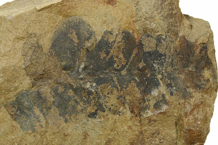 Fern (Pecopteris) Fossil - Mazon Creek #262571